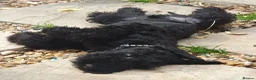 Kerry Blue Terrier dogs for sale: Kc kerry blue terrier puppies - Advert 7