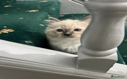 Ragdoll cats for sale: Meet Special joy - Image 1