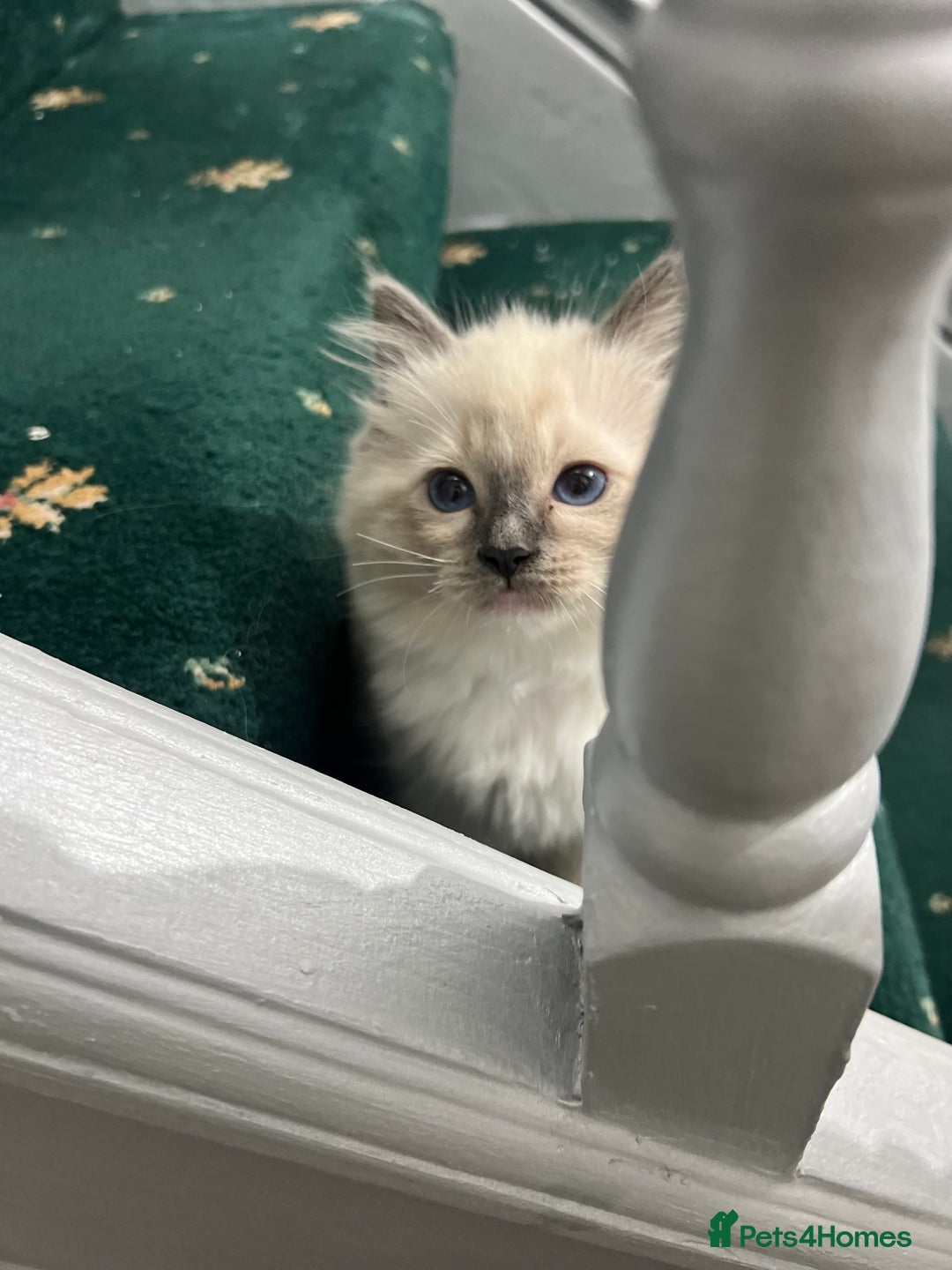 Ragdoll cats for sale: Meet Special joy - Image 1