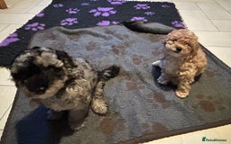 Cockapoo dogs for sale: Miniature cockapoo puppies Merle and Apricot - Image 6
