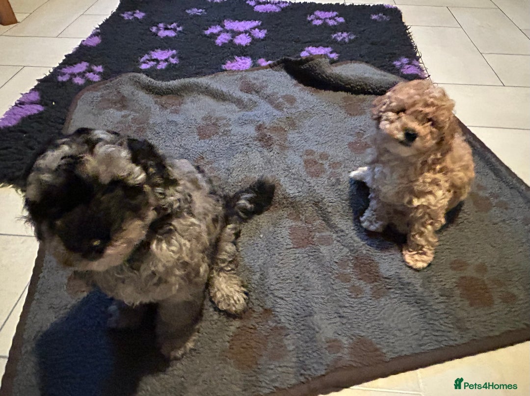 Cockapoo dogs for sale: Miniature cockapoo puppies Merle and Apricot - Image 6
