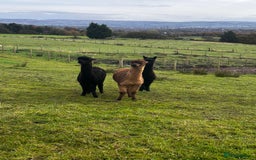 Alpaca livestock for sale: Alpacas  - Advert 1