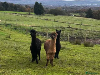 Alpaca livestock Alpacas - Advert 6