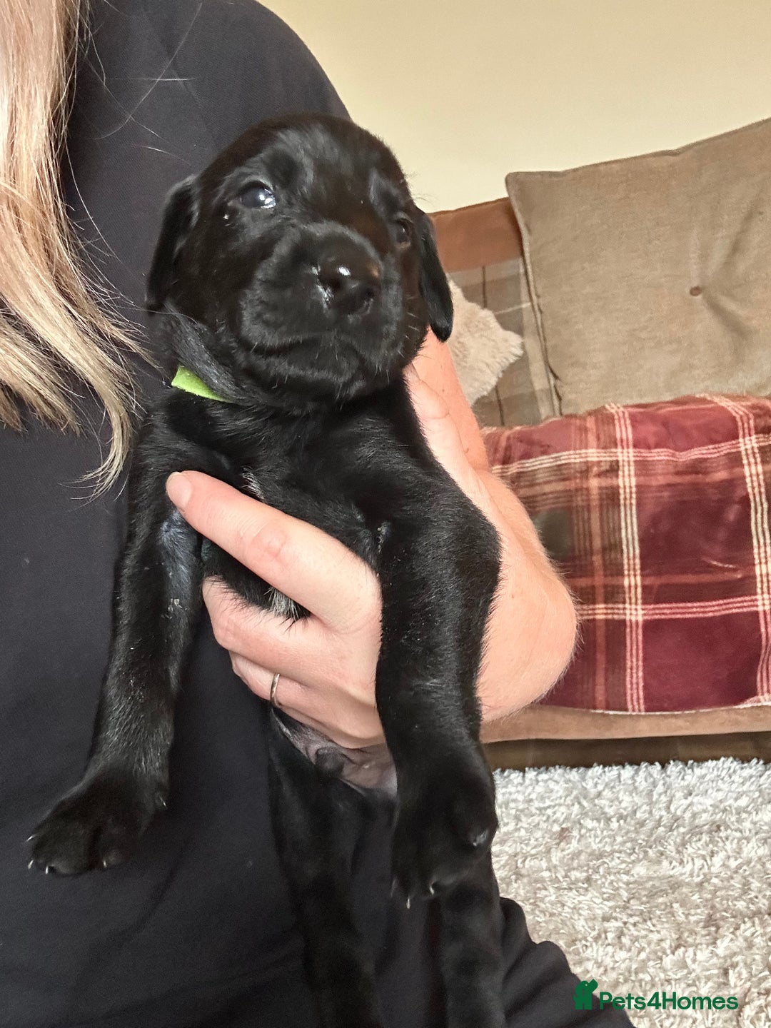 Mixed Breed dogs for sale: 🐾 German wirehaired pointer x Labrador 🐾  - Image 12