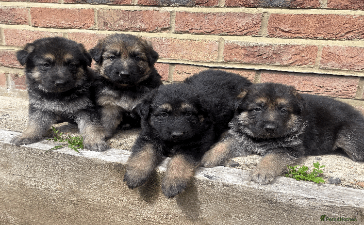 German Shepherd dogs - Advert 6