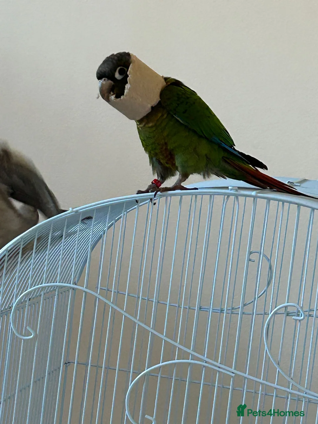 Conures birds for sale: Talented & sweet male Conure with DNA certificate - Advert 2