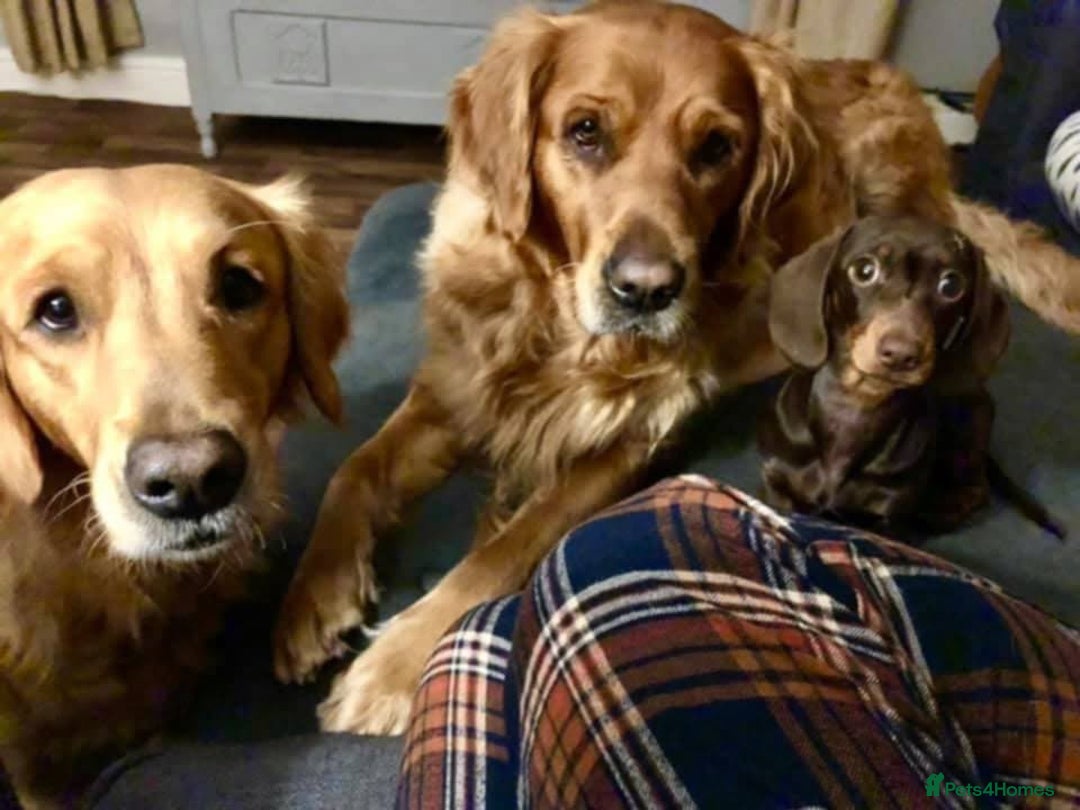 Miniature Dachshund dogs for sale: KC registered**Chocolate and tan**mini dachshunds  - Advert 15