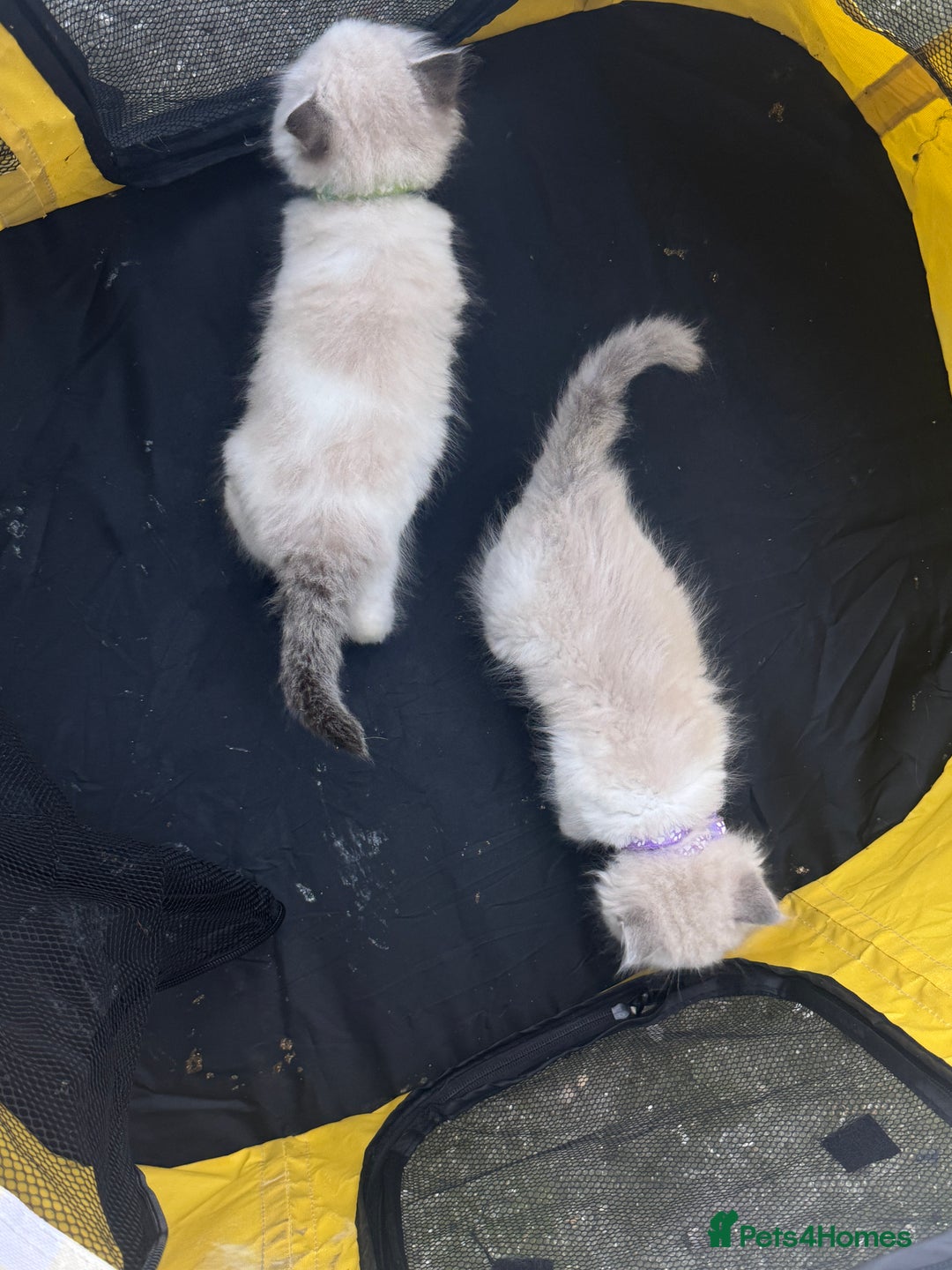 Ragdoll cats for sale: Pure Ragdoll kittens, ready 20th December - Advert 24
