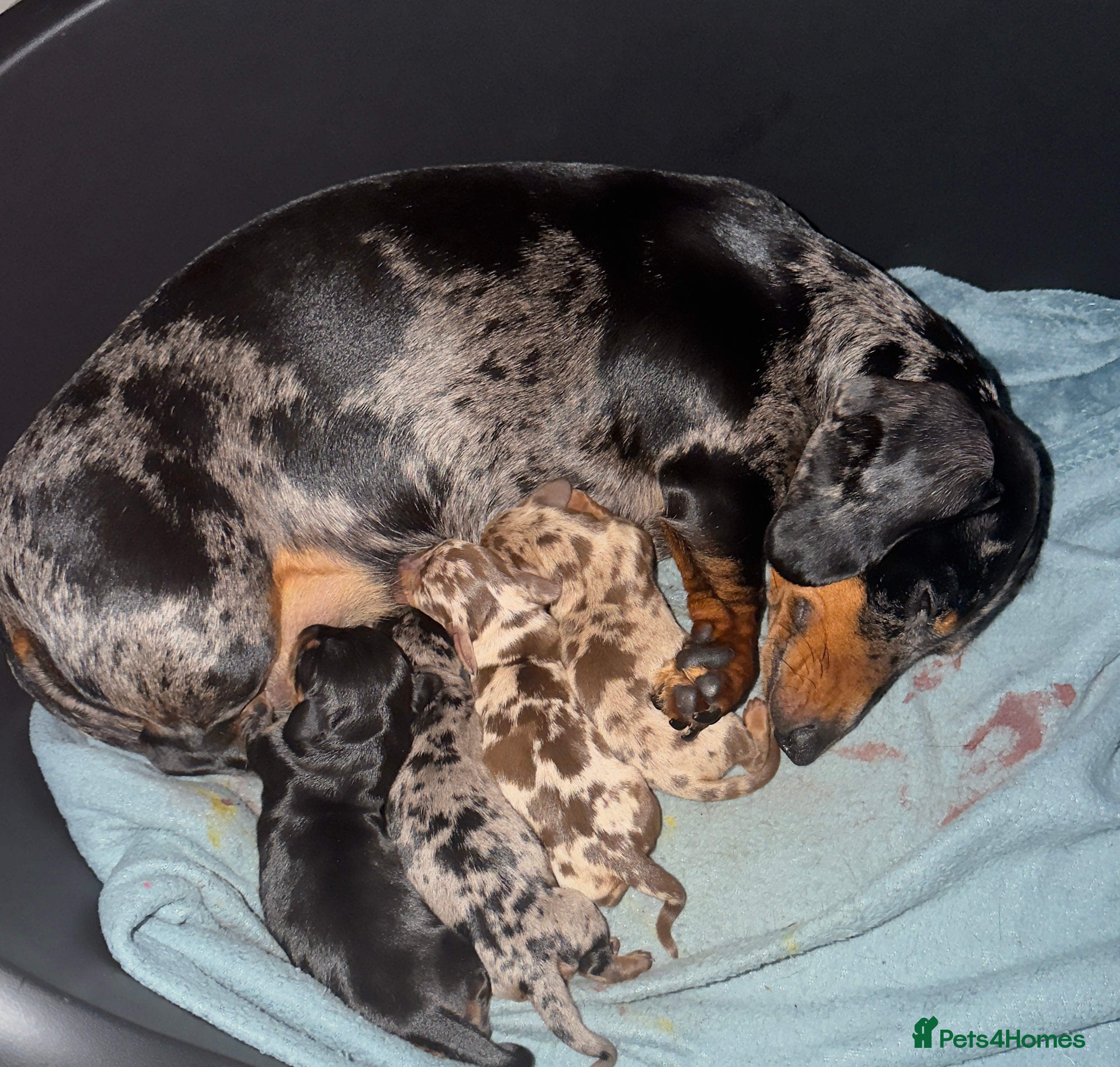 Miniature Dachshund dogs Miniature dachshund  - Advert 1