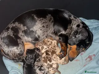 Miniature Dachshund dogs Miniature dachshund - Advert 1