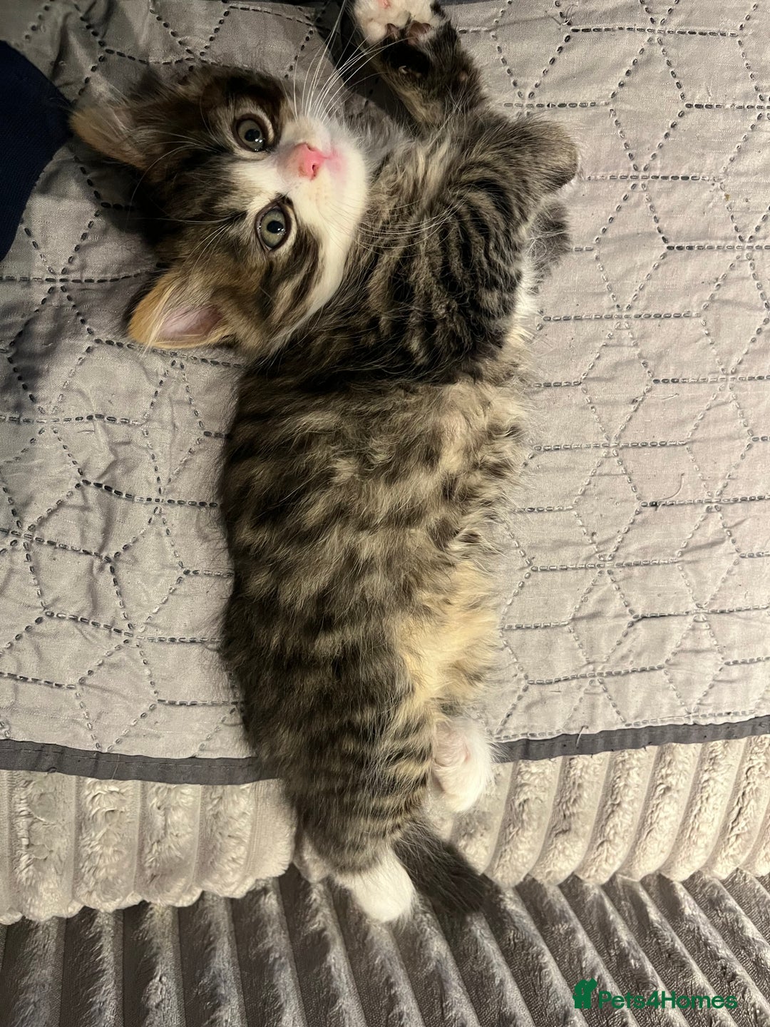 Siberian cats for sale: Stunning Siberian kittens 🐱  - Advert 12