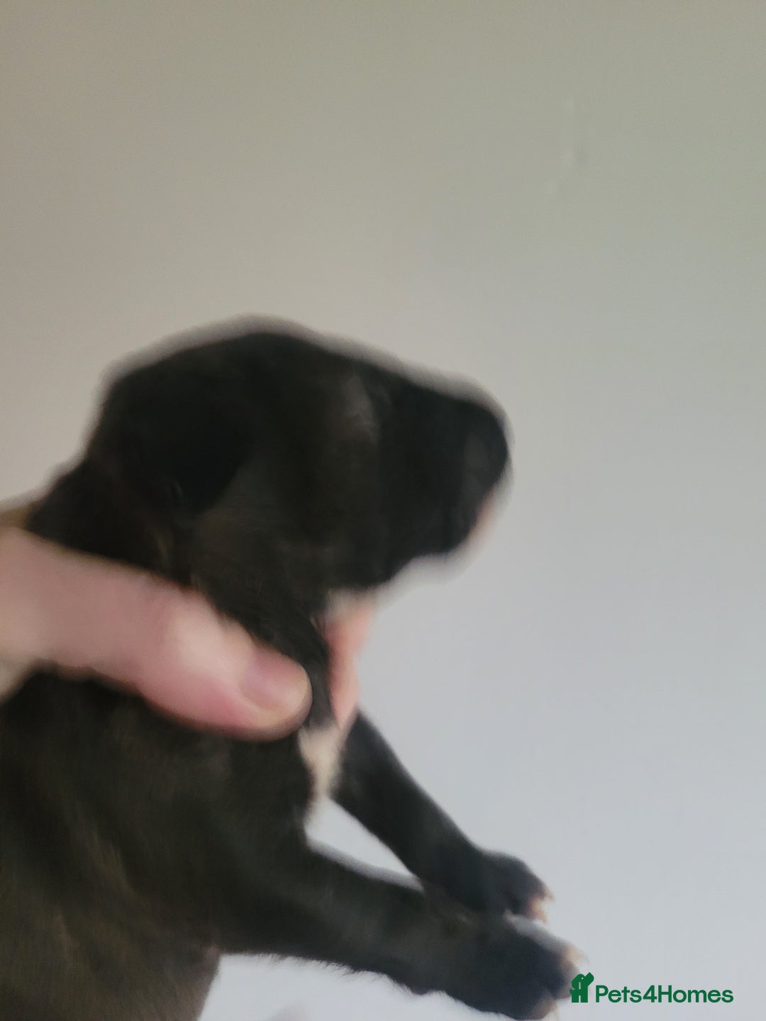 English Bull Terrier dogs for sale: ENGLISH BULL TERRIER,LITTER DUE 8TH OCTOBER  - Image 30