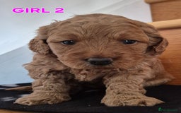 Mini Goldendoodle dogs for sale: F1b Red Miniature Goldendoodles tested parents - Image 7