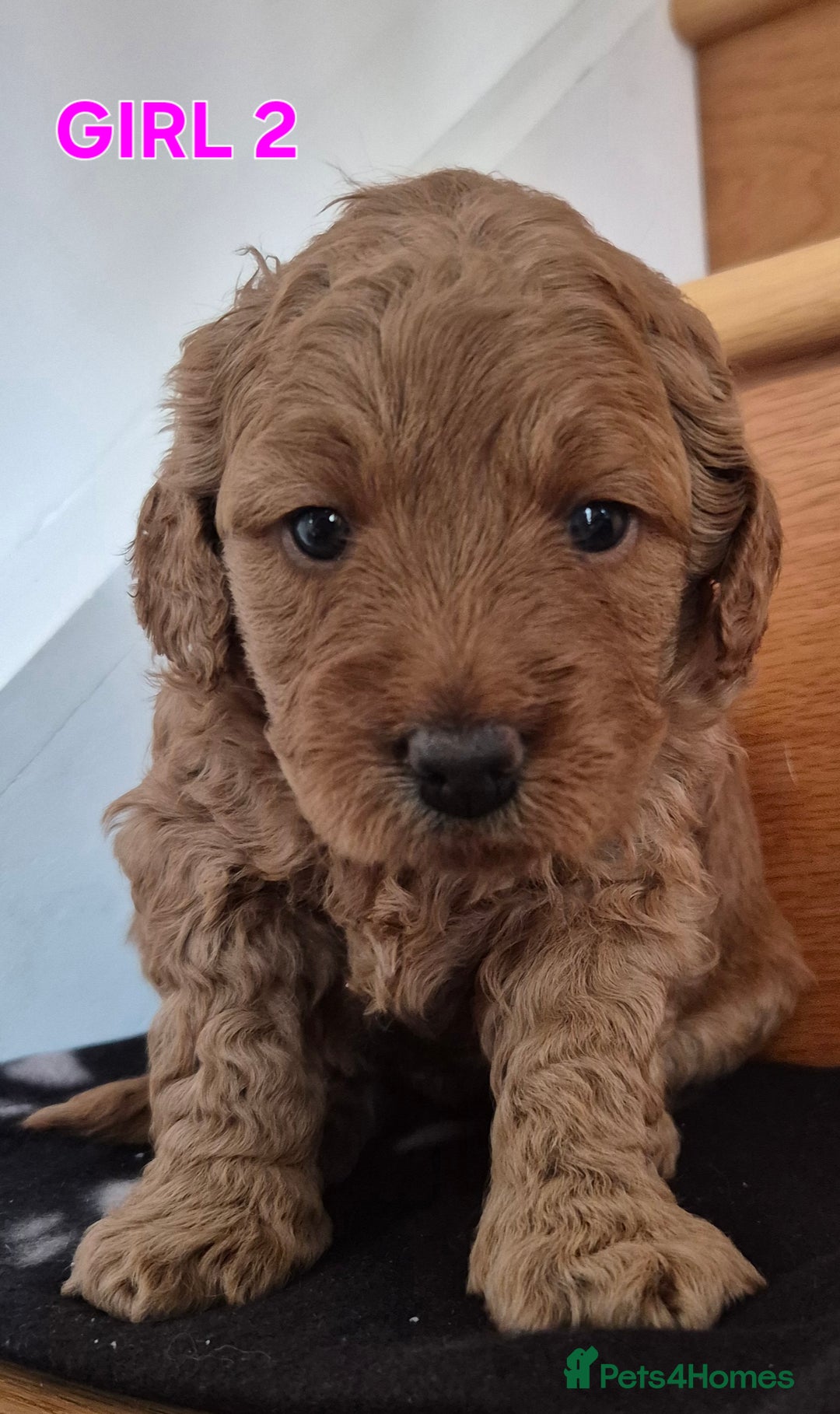 Mini Goldendoodle dogs for sale: F1b Red Miniature Goldendoodles tested parents - Image 7