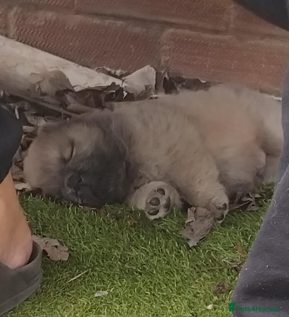Chow Chow dogs Beautiful kc registered chow chow pups - Advert 6