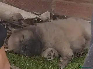 Chow Chow dogs Beautiful kc registered chow chow pups - Advert 6