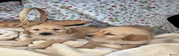 Golden Retriever dogs for sale: KC registered golden retriever for sale  - Advert 4