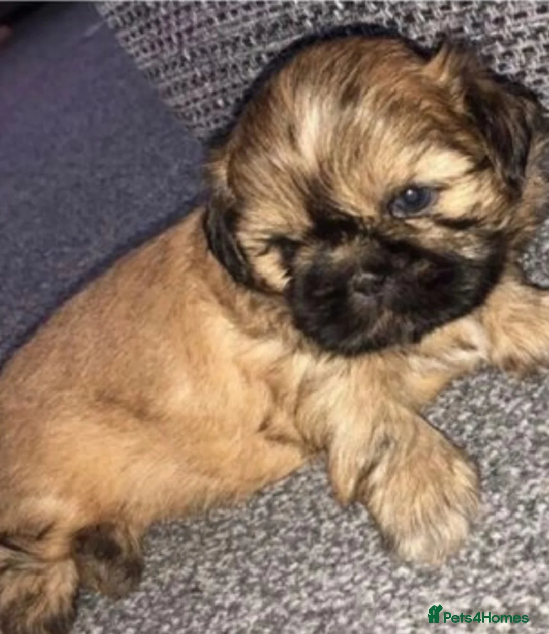 Toy Poodle dogs for stud: *STUD* Gorgeous KC Registered Toy Poodle in Manchester - Advert 13