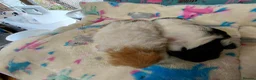 Guinea Pig rodents for sale: Baby Longhaired Boars Texel/Merino/Teddies RTR  - Advert 15