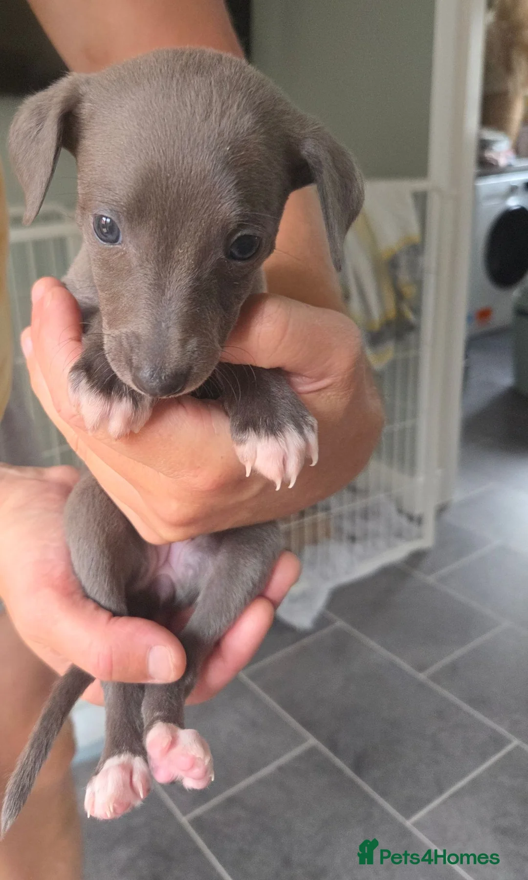 Whippet dogs for sale: Stunning small KC registered whippets  - Advert 2