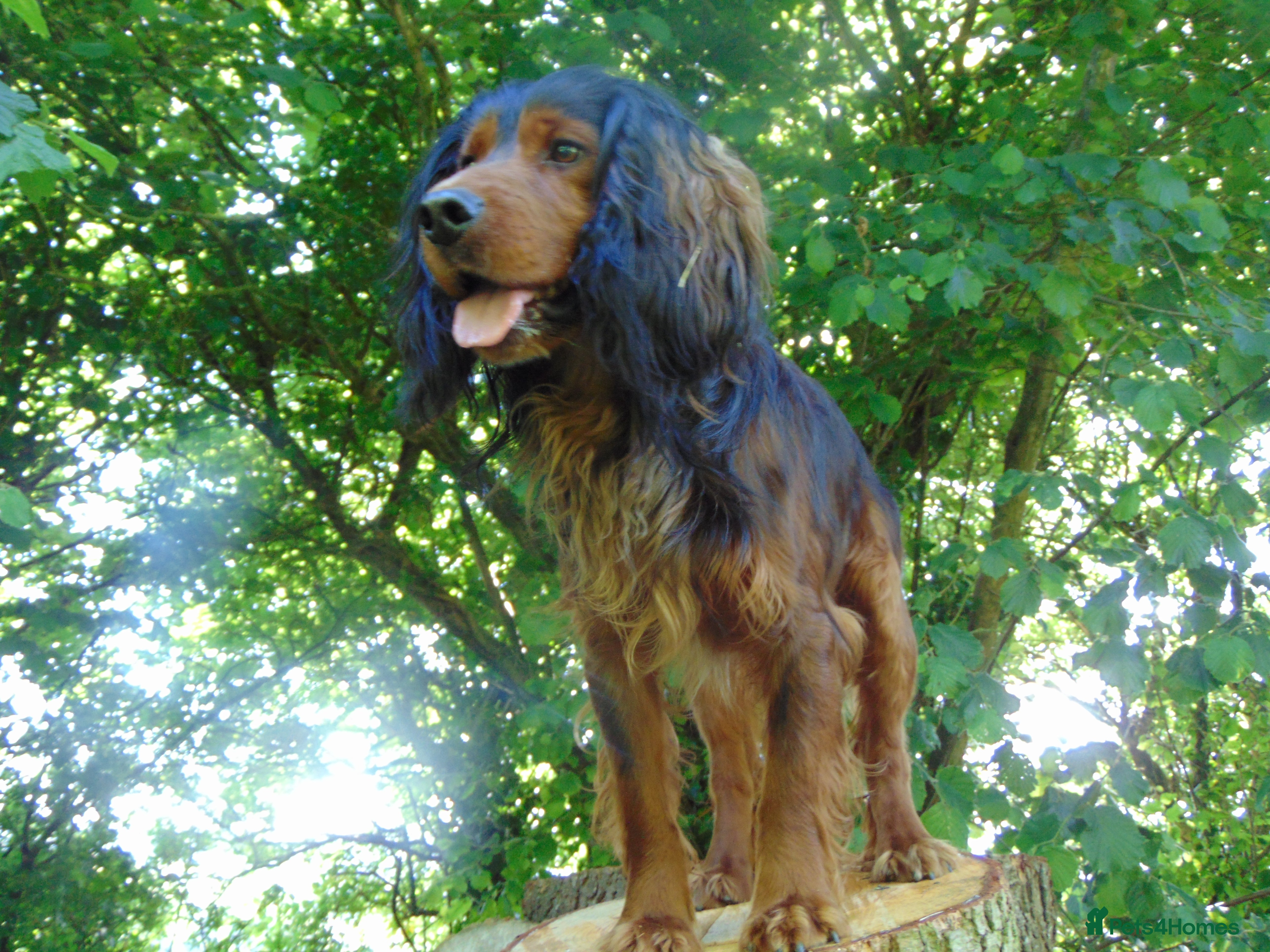 Cocker Spaniel dogs Working Cocker at Stud .Dorset in Dorchester - Advert 1