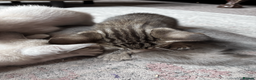 Oriental cats for sale: 6 happy, playful and lovable kittens. in Liverpool - Advert 5