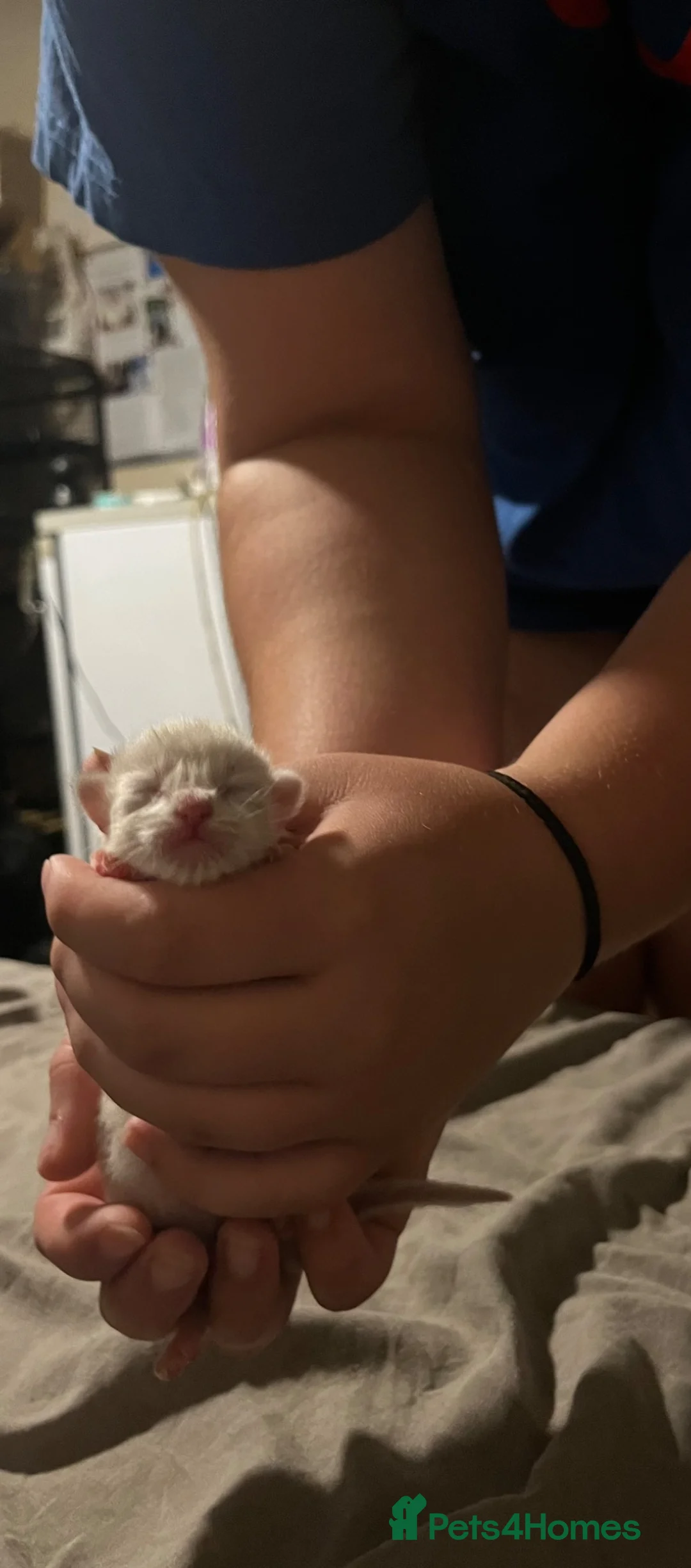 Ragdoll cats for sale: Adorable ragdoll kittens  in Bordon - Advert 19