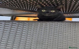 Mixed Breed cats for sale: 6 beautiful kittens for sale - Image 14