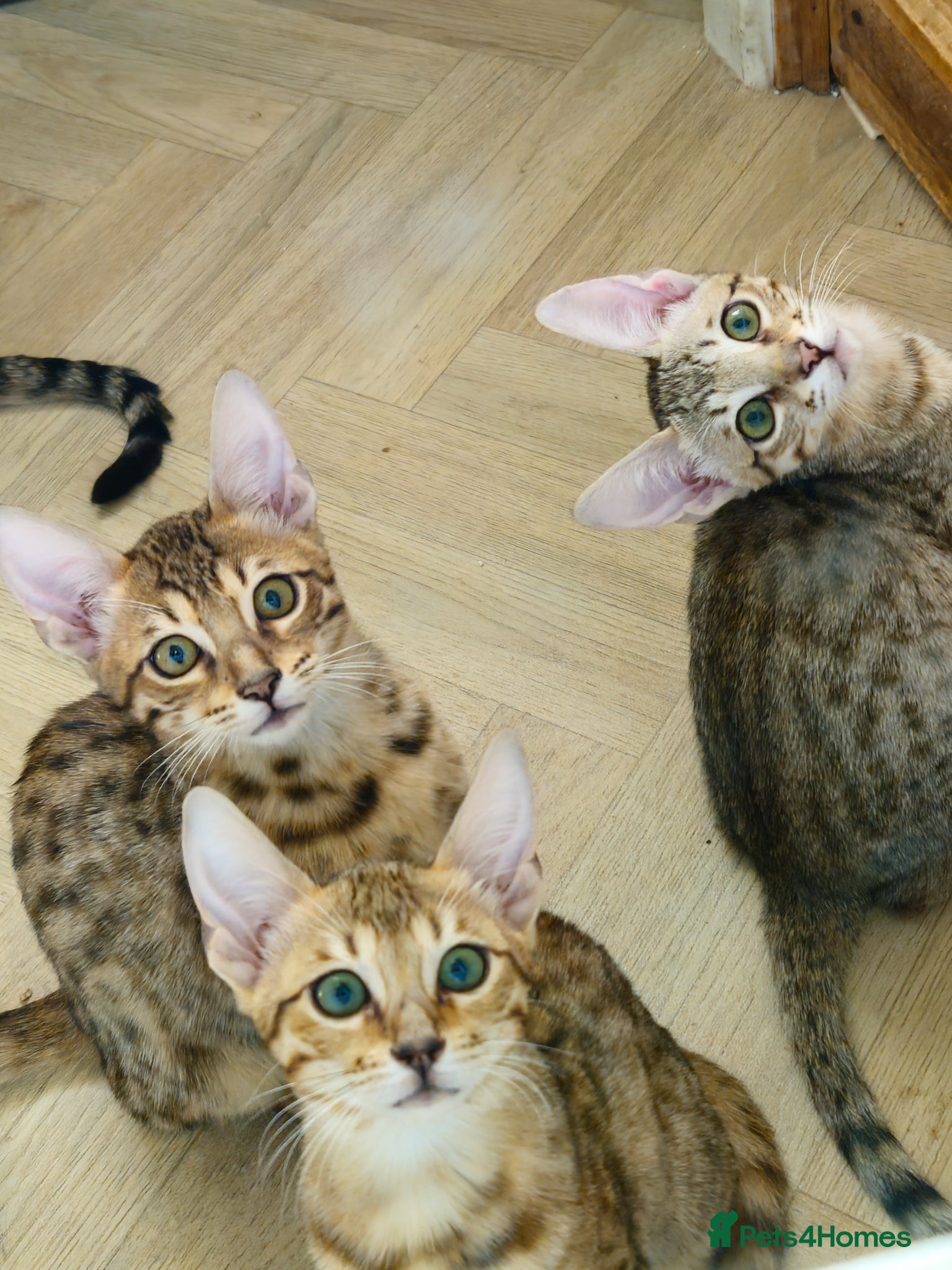 Savannah cats 3 beautilful F5 Savannah kittens - Advert 2