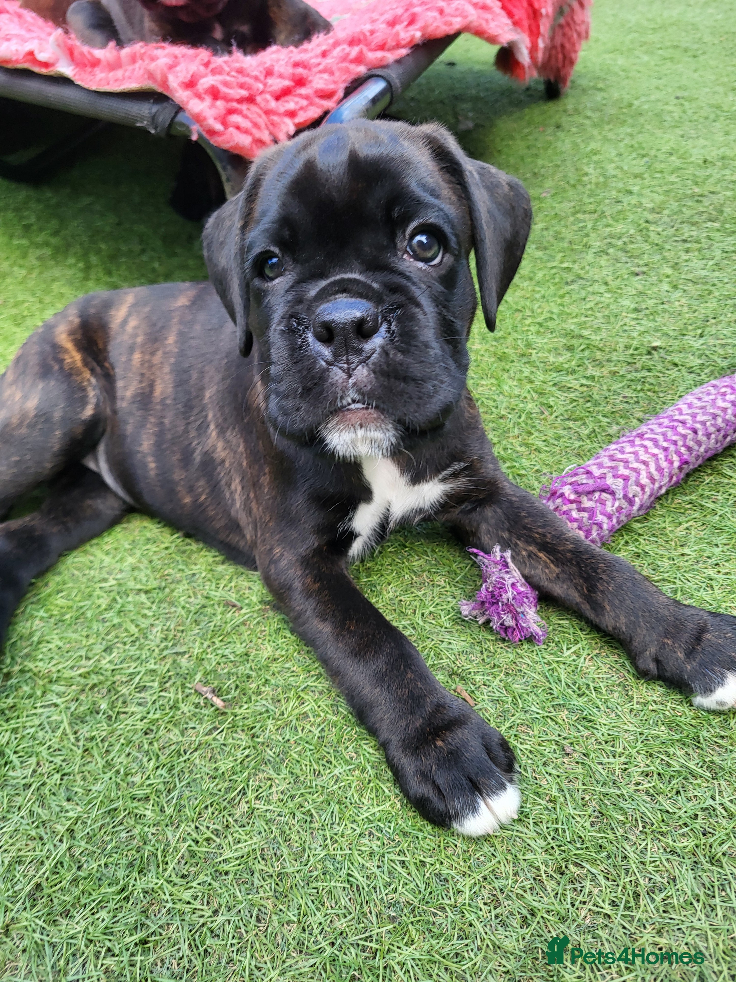 Boxer dogs Bobtail/tailed Boxer puppy - Advert 1