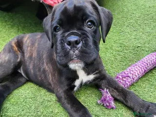 Boxer dogs Bobtail/tailed Boxer puppy - Advert 6