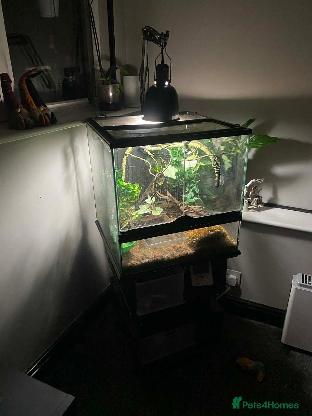 Mixed Breed invertebrates for sale: Two Tree Frogs & Everything Included - Advert 3