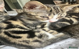 Bengal cats for sale: NEED REHOMED THIS WEEK MOVING HOUSE £100 ono - Image 9