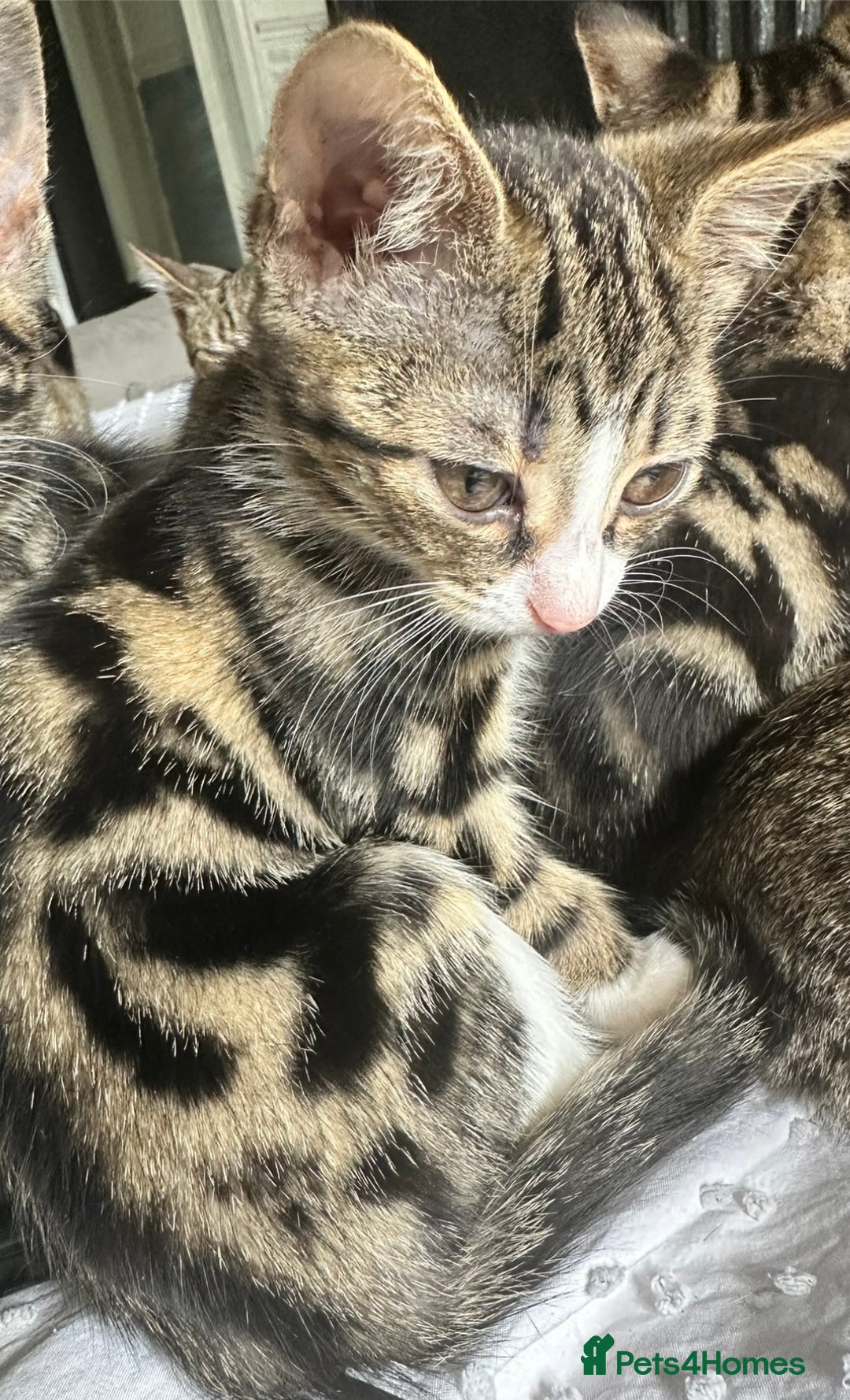 Bengal cats for sale: NEED REHOMED THIS WEEK MOVING HOUSE £100 ono - Image 9