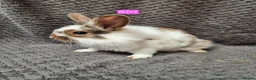 Lionhead rabbits for sale: Lionhead Bunnies - Advert 4