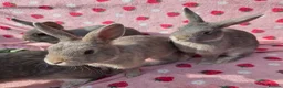 Mixed Breed reptiles for sale: very tame Blue fawn plush mini lop bunnies 4 left - Advert 10
