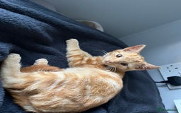 Mixed Breed cats for sale: Ginger male rescue kitten - Image 1