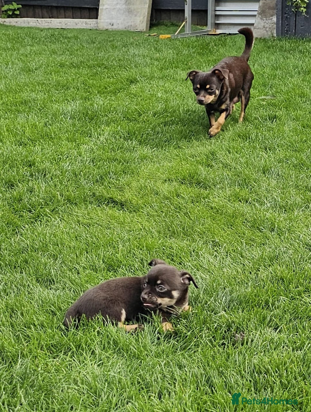 Chihuahua dogs for sale: 4 stunning chocolate and tan chihuahua puppys. - Image 7