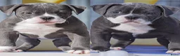 Olde English Bulldogge dogs for sale: 23 years experienced 5 star rated licensed and reg - Advert 1