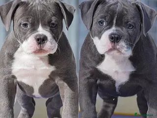 Olde English Bulldogge dogs 23 years experienced 5 star rated licensed and reg - Advert 10