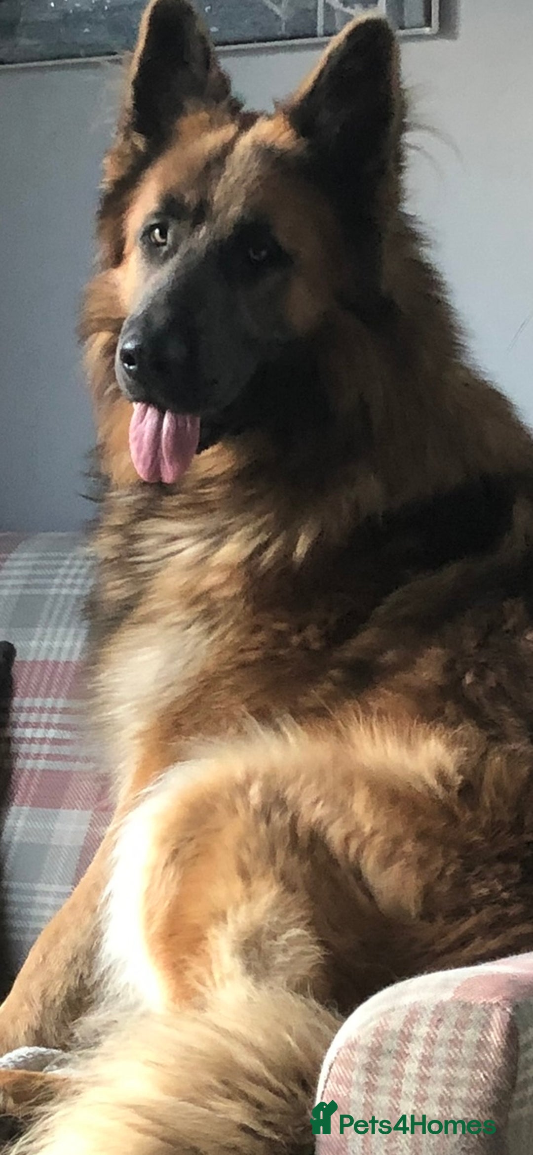 German Shepherd dogs for sale: Blue/Tan Pedigree German Shepherd puppies - Image 9