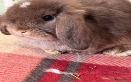Mini Lop rabbits for sale: Lovely pure mini lop baby  - Image 3