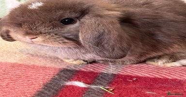 Mini Lop rabbits - Advert 3