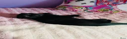 Scottish Fold cats for sale: Beautiful Scottish fold/straight kittens - Advert 4