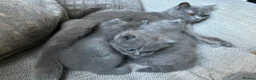 British Shorthair cats for sale: British short hairs  - Advert 3