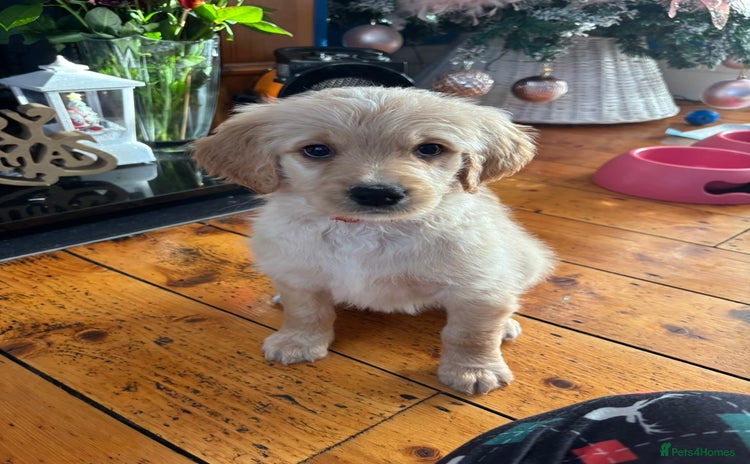 Mixed Breed dogs Bernedoodle - Advert 14