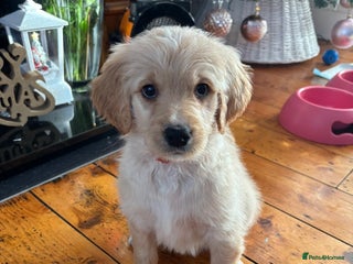 Mixed Breed dogs Bernedoodle - Advert 6