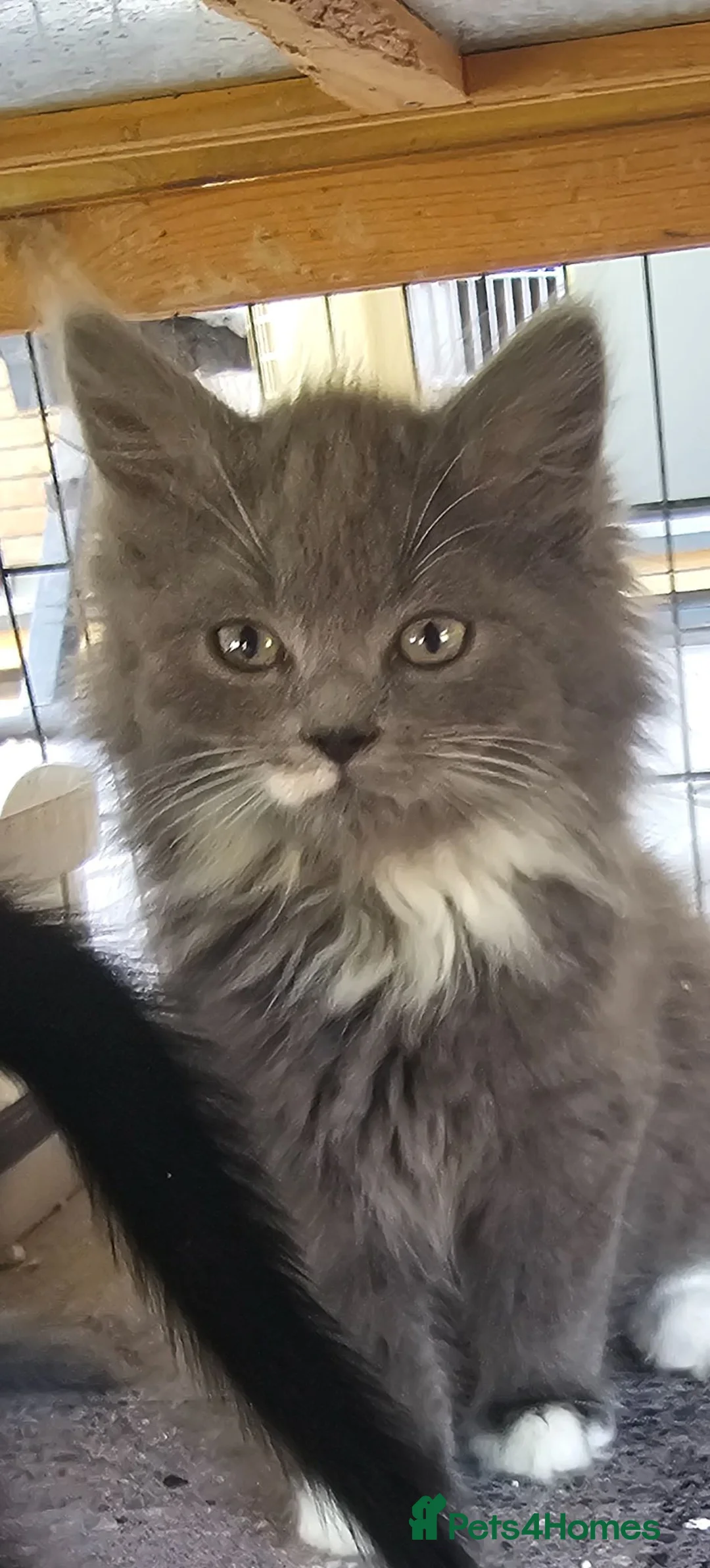 Persian cats for sale: Lovley half perian  - Advert 1