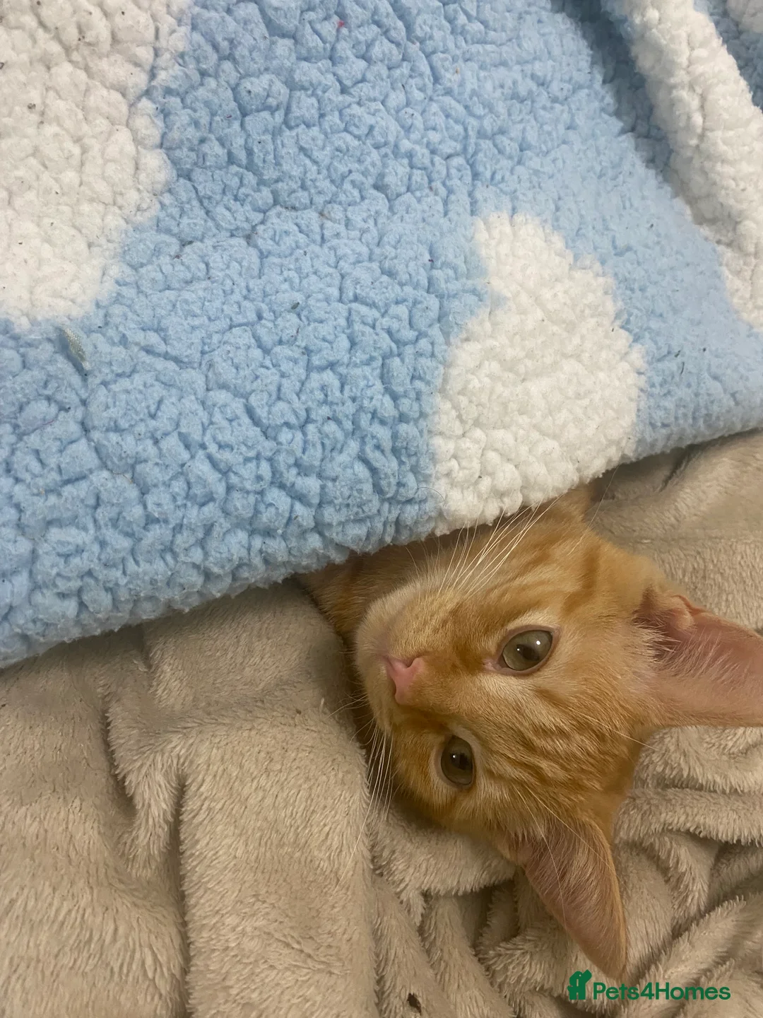 Mixed Breed cats for sale: 7 months microchipped male ginger mixed kitten - Advert 3