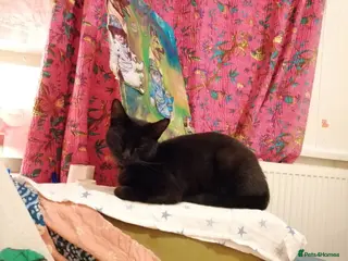 Mixed Breed cats Cat for rehoming due to owner's ill health - Advert 2